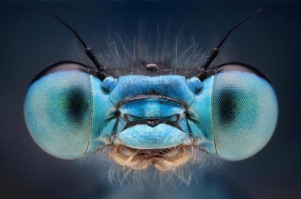 26 Close-Up Photography For Nature Lovers