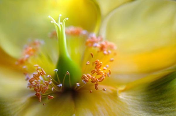 26 Close-Up Photography For Nature Lovers