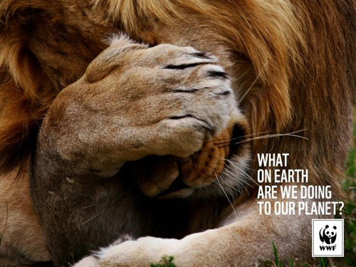 WWF: Lion Advertising Poster-36