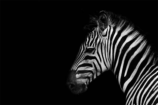 Amazing Black & White Photography - 14