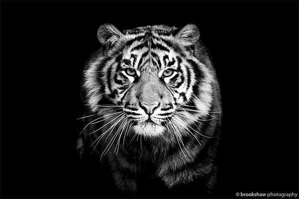 Amazing Black & White Photography - 19