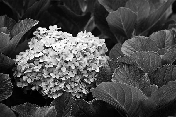 Amazing Black & White Photography – 25 Fresh Examples | Photography ...