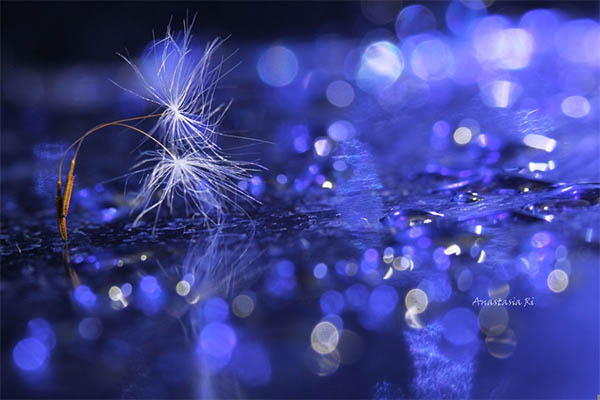 Beautiful Water Drops Photography - 6