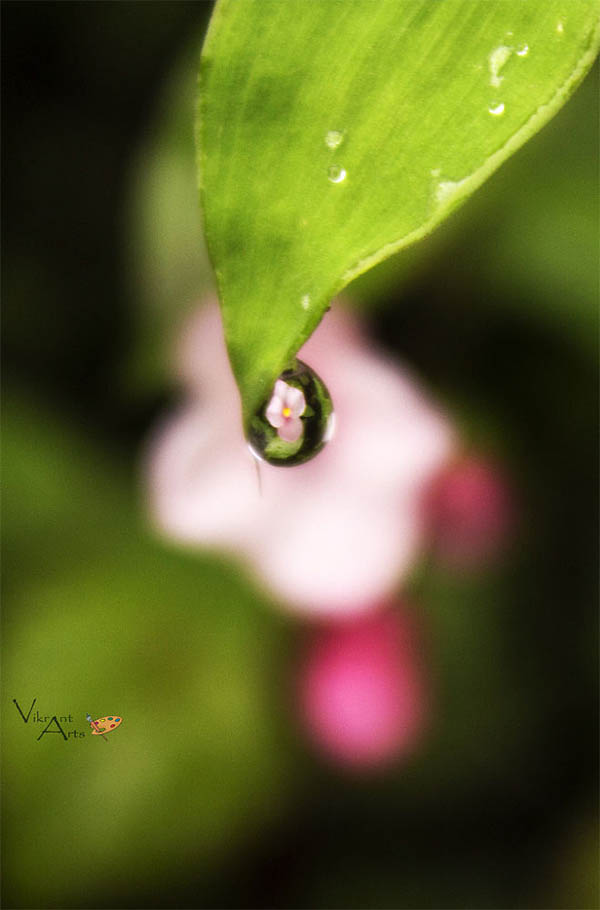 Beautiful Water Drops Photography - 24