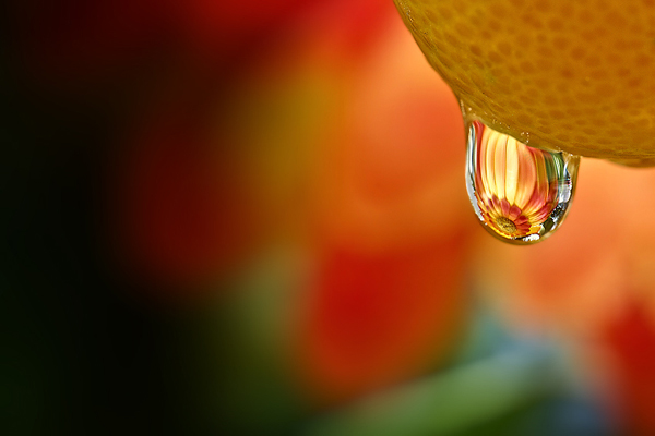 Water Drop Photography - 16