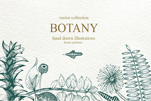 Botany Vector Collection