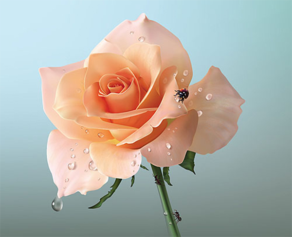 How to Creat Realistic Vector Rose in Adobe Illustrator