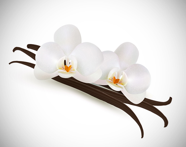 How to Draw Vanilla Flowers With Mesh in Adobe Illustrator
