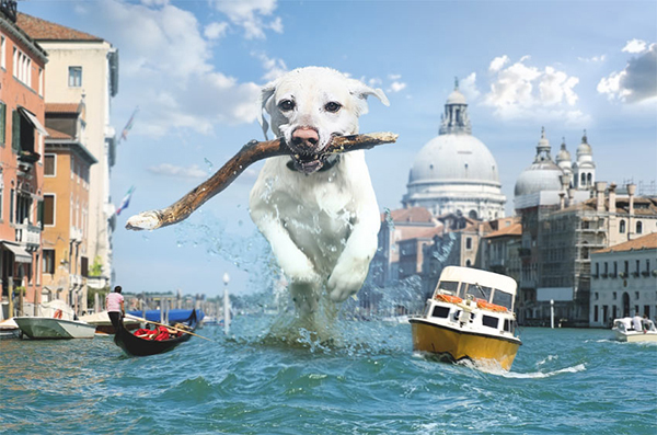 How to Create a Fun Giant Dog Photo Manipulation in Photoshop