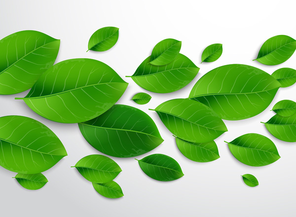 Learn How to Create a Universal and Realistic Green Leaf Vector using Adobe Illustrator
