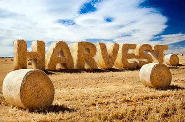 How to Create Stylized Hay Bale Typography in Adobe Photoshop